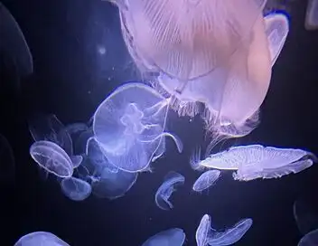 Méduses : Les souveraines des océans – affiche