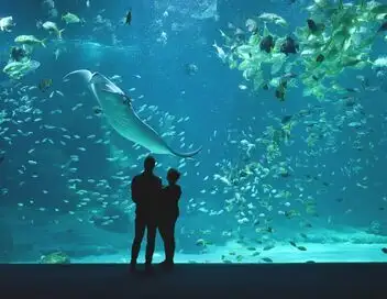 Nausicaá, dans les coulisses du plus grand aquarium d'Europe - Saison 1 – affiche