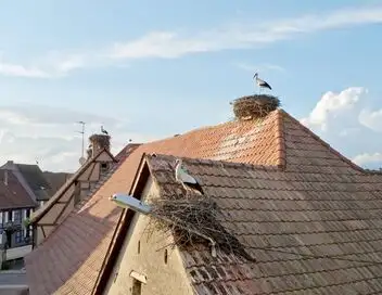 Secrets sauvages du patrimoine - Saison 2 - Haut-Koenigsbourg, chroniques d'une nature assiégée – affiche