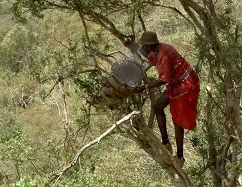 Les maîtres des abeilles - Saison 1 - Kenya : l'abeille, les Yaaku et l'oiseau – affiche