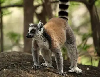 Madagascar, l'île rouge - Le royaume des lémurs catta – affiche