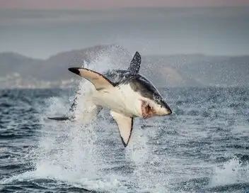 Requins à l'ère des dinosaures – affiche
