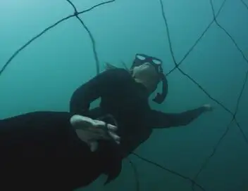 Sharks Attack ! - Saison 8 - Au secours de l'Australie – affiche