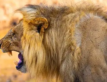 Frères lions - Saison 1 - La conquête du pouvoir – affiche