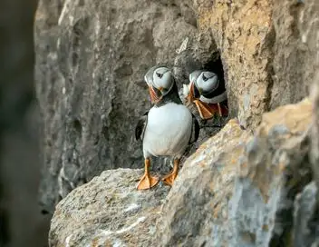 Les parcs nationaux du Royaume-Uni - Saison 1 - Les falaises du pays de Galles – affiche