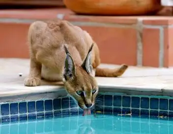 Caracal : La société du chat solitaire – affiche