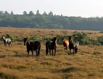 Les parcs nationaux du Royaume-Uni - Saison 1 - New Forest, une forêt royale – affiche