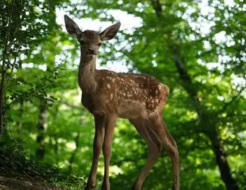 Bambi, l'histoire d'une vie dans les bois – affiche