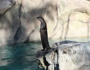 Dr Ole : Mission sauvetage - Saison 1 - Loutre avisée – affiche