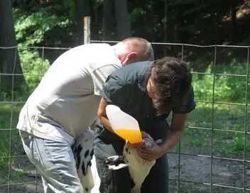 L'incroyable Dr Pol - Saison 12 - Un jour sans faim – affiche