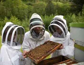 Les secrets des abeilles - Saison 1 - The Pollinators – affiche