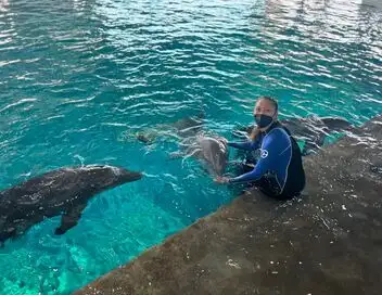 Requins vs Dauphins – affiche