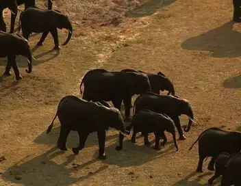 Les superpouvoirs des animaux - Saison 1 - Rhinos câlins et truffes bizarres – affiche