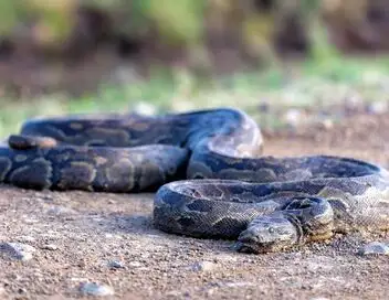 Las Vegas : fourrière d'enfer - Saison 1 - Shawn, charmeur de serpent – affiche