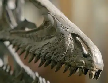 La fabuleuse histoire des oiseaux, des dinosaures parmi nous – affiche