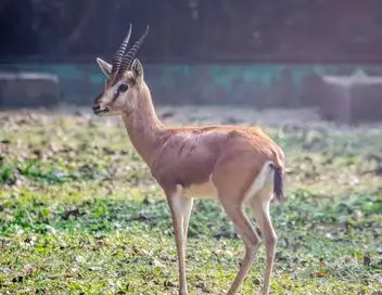 Beauval, au plus près des animaux - Saison 1 - Premiers bébés – affiche