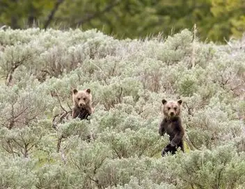 A la reconquête des Rocheuses - Saison 1 - Des corridors pour les grizzlis – affiche