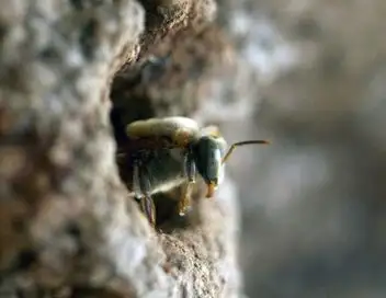 Les maîtres des abeilles - Saison 1 - Mexique, l'abeille maya – affiche