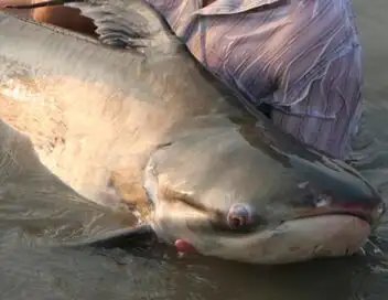 Bêtes de poissons - Saison 2 - Les géants de Thaïlande – affiche