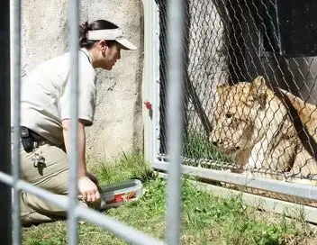 Le zoo de San Diego - Saison 1 - Histoire de lions – affiche
