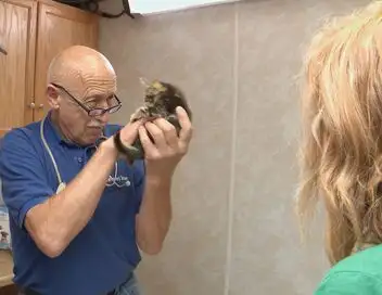 L'incroyable Dr Pol - Saison 7 - Pas de repos – affiche