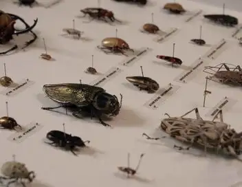 Insectes, la sixième extinction massive ? - Saison 1 – affiche