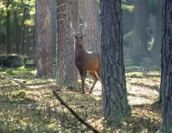 Cuisine de chasseur - Saison 6 - Chasse au chevreuil en Angleterre – affiche