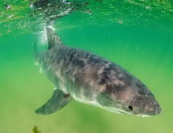Mission spéciale - Saison 1 - Au secours des requins – affiche