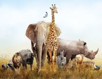 L'hebdo des animaux - Saison 1 - Episode 1 – affiche