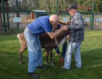 L'incroyable Dr Pol - Saison 9 - Cochons sous la pluie – affiche