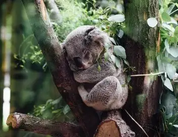 SOS faune sauvage - Australie - Koalas en danger – affiche