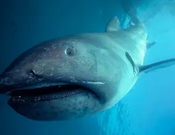 Etranges requins – affiche