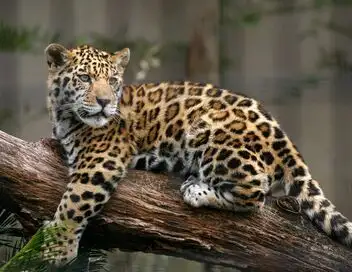 Guyane, vivre avec le jaguar – affiche