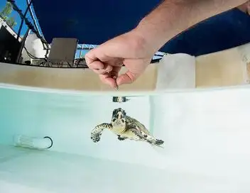 SOS faune sauvage - Australie - Tortues de mer en danger – affiche
