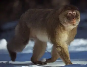 Dynasties - Saison 2 - Macaques – affiche