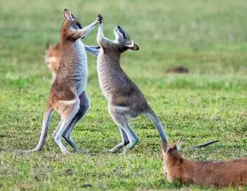 SOS faune sauvage - Australie - Wallabies en danger – affiche