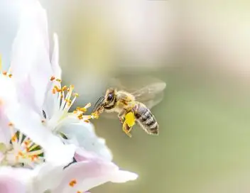 Les abeilles, sentinelles de la planète – affiche