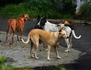 En Turquie, les chiens errants dans le viseur - Episode 12 – affiche