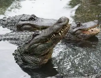 Habitations en péril - Saison 12 - Aide aux alligators – affiche