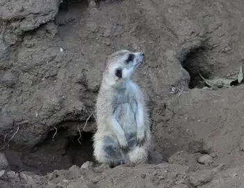 Le Zoo de San Diego - Saison 2 - Dîner avec les suricates – affiche
