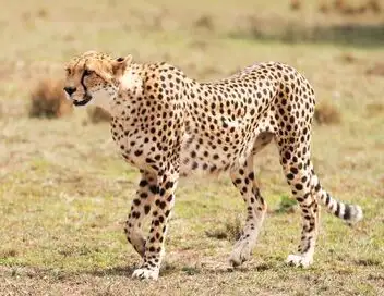 Kenya : au rythme des pluies - Saison 1 - Terre et poussière – affiche