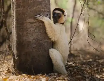 Africa Earth's Wild Home - Saison 1 - Les îles – affiche