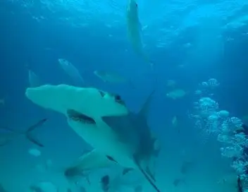 Requins-bouledogues vs requins-marteaux - Episode 01 – affiche