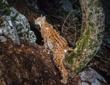 Le retour fragile du lynx – affiche