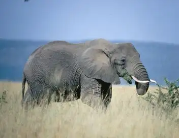Equator's Wild Secrets - Saison 1 - L'Afrique équatoriale – affiche
