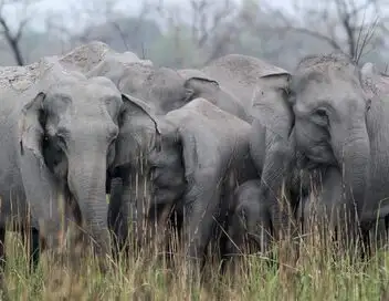 Destination Wild : L'Inde à l'état sauvage - Saison 1 - La terre du tigre – affiche