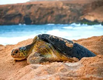 Oman sauvage : Léopards et tortues marines - Saison 1 - Léopards et tortues marines – affiche