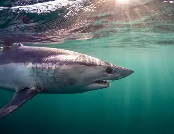 Fish Forever - Saison 2 - Le requin-renard – affiche