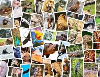 Enquêtes sauvages - Chiens mystérieux – affiche