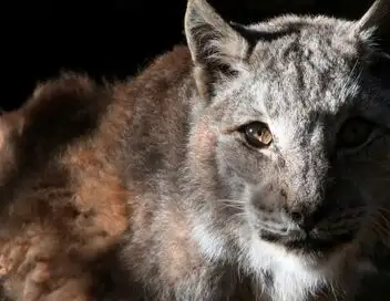 Les mystères de la nature - Saison 1 - Gros chat – affiche